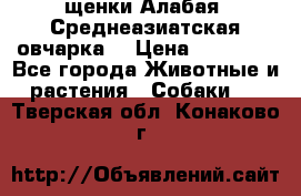 щенки Алабая (Среднеазиатская овчарка) › Цена ­ 15 000 - Все города Животные и растения » Собаки   . Тверская обл.,Конаково г.